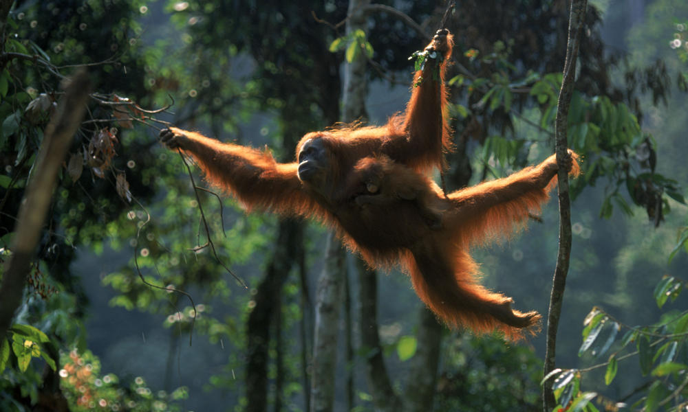 Sumatran_Orangutan_8.6.2012_What_WWF_Is_Doing_XL_257637.jpg