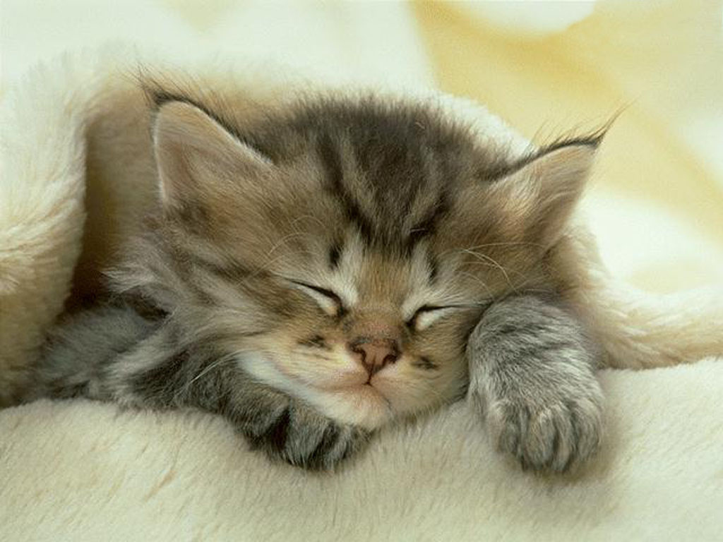 cat-kitty-love-sleeping-sleepy-Favim.com-99783.jpg