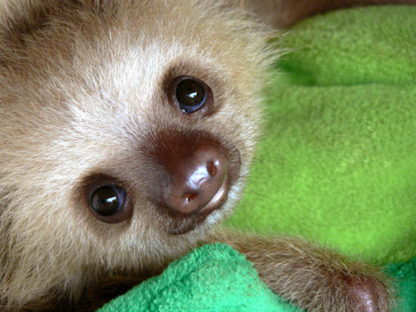 Sloth_Baby_by_Whyamithewerewolf.jpg