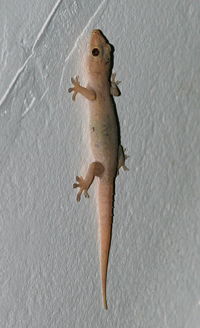 Hemidactylus-frenatus-1.jpg
