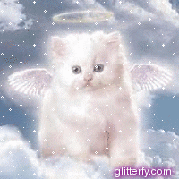 angel-cat-gol_cvu.gif