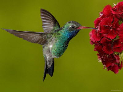 colibri-bis1.jpg