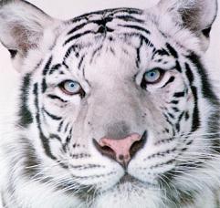 tigre-blanco-foto.jpg