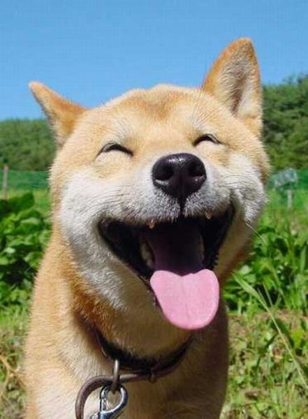perro-feliz.jpg