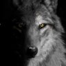 🐺 WOLF