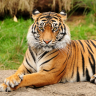 Tigre cr
