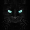 BlackCat75