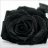 24_rose_nere
