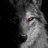 🐺 WOLF