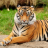 Tigre cr