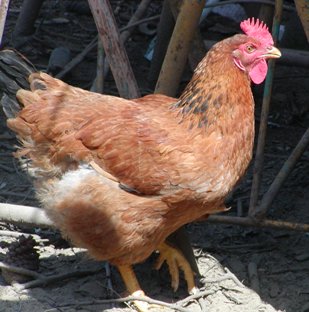 gallina11.jpg