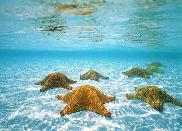 estrellas-de-mar.jpg