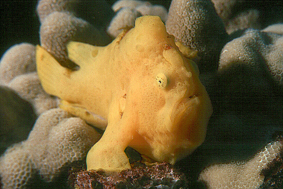 Frogfish_1.jpg