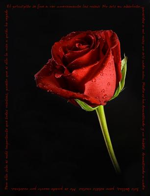 20080911021616-rosa.jpg