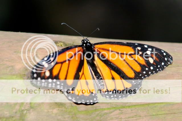 DSC_2135.jpg