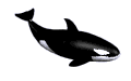 orca03.gif
