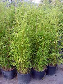 phyllostachys-aurea.jpg