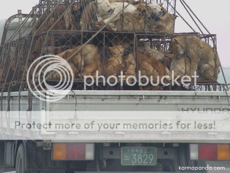 perros_china.jpg
