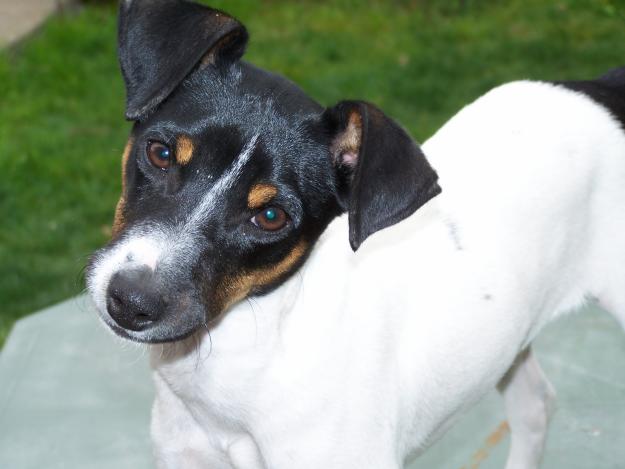 Chilean_Fox_Terrier.jpg