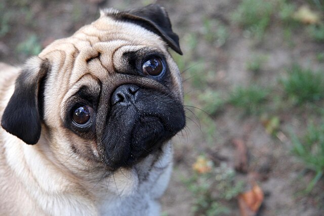 640px-Sad-pug.jpg