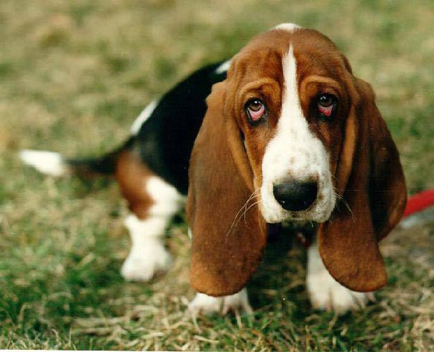 perro-basset-hound.jpg
