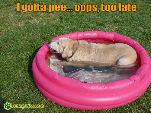 funny-dog-picture-i-gotta-pee.jpg