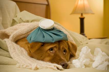 sick-dog.jpg