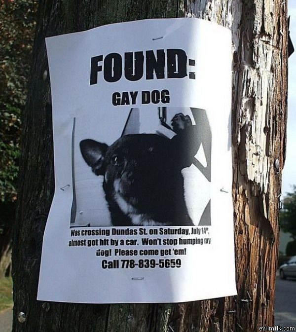 Found_Gay_Dog.jpg