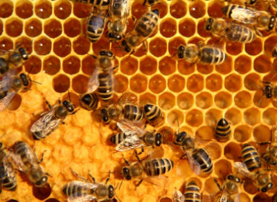 abeja3.jpg