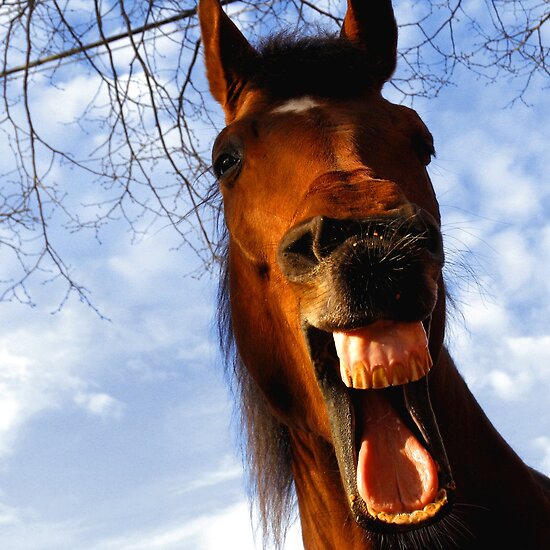 work.313503.7.flat,550x550,075,f.laughing-horse.jpg