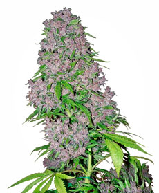 purple-bud-image.jpg