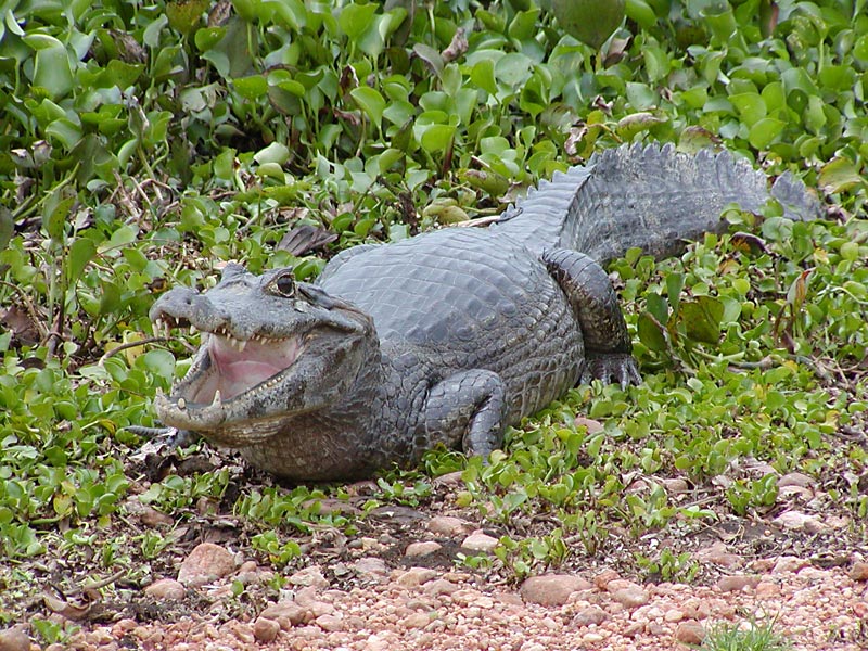 Aligator_03_800x600_49.jpg