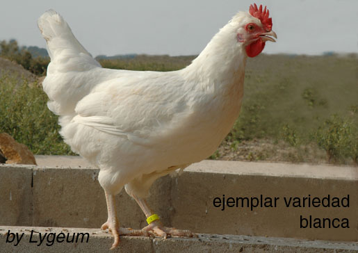 gallina1.jpg