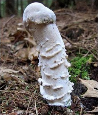 hongo_con_forma_de_pene.jpg