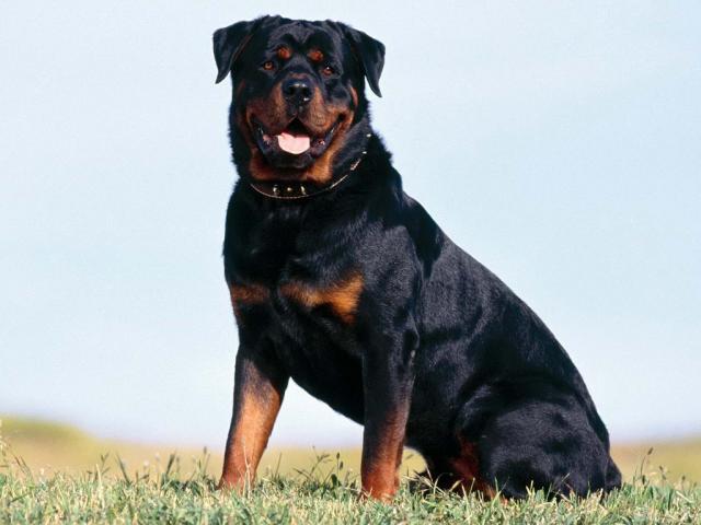 pic84411_caine_Oricare.jpg