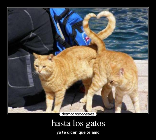 asta_los_gatos_ya_no_saben_como_decirte_que_te_amo.jpg