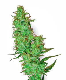 white-label-jack-herer-image.jpg