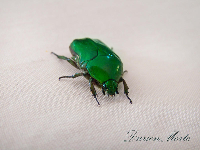 Coleoptera_II_by_DurionMorte.jpg