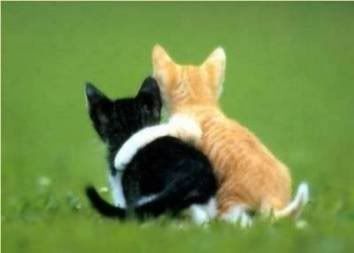 cat_hug.jpg