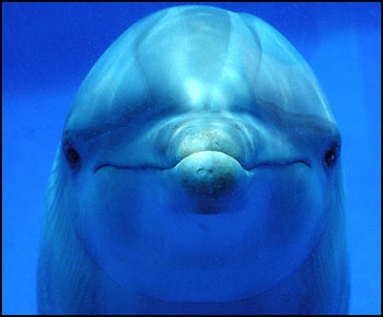 delfin.jpg