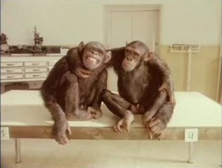 20061217200756-chimp-marato4.jpg