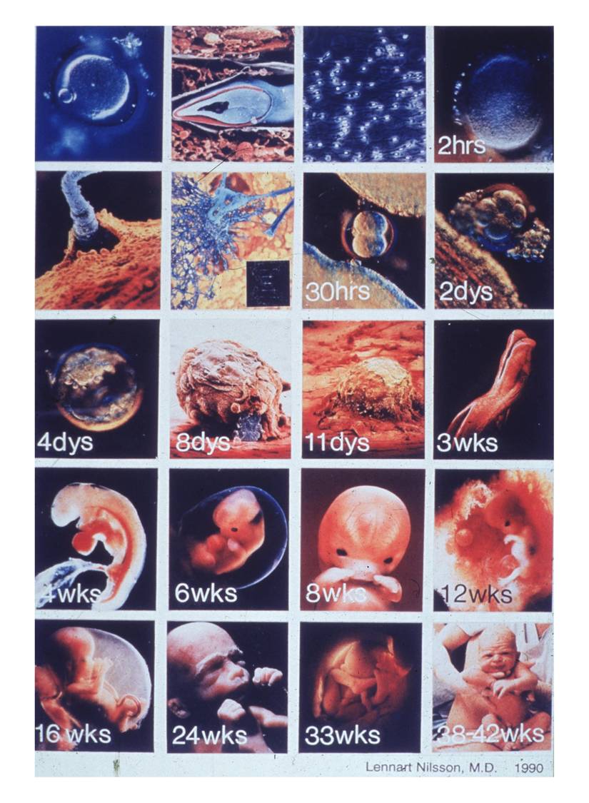embryo.jpg