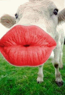 cow-kiss.gif