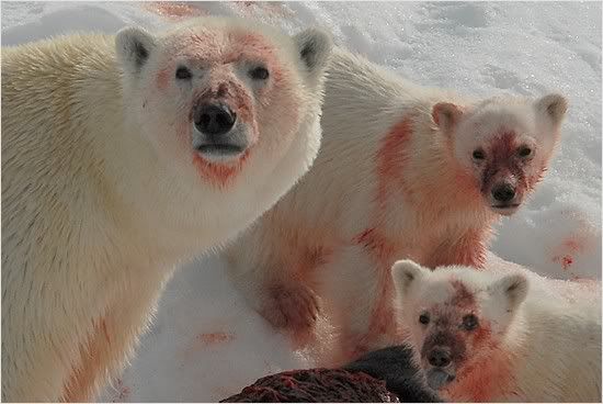 polar-bear-feeding.jpg