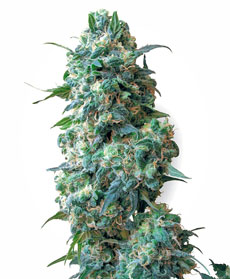 afghan-kush-image.jpg