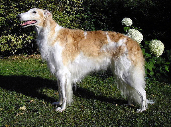 Borzoi_female.jpg