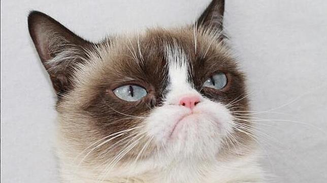 gata-grunona-grumpy-cat--644x362.JPG