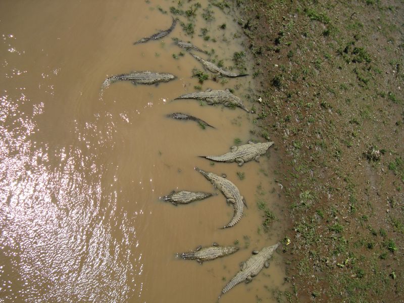 084%2020090526%20Rio%20Tarcoles%20-%20crocs.JPG