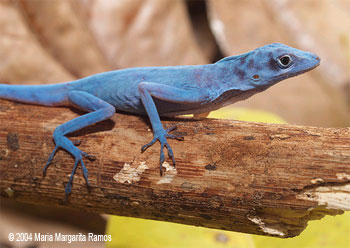 0307blue_anole-maria2.jpg