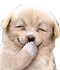 43risa.gif